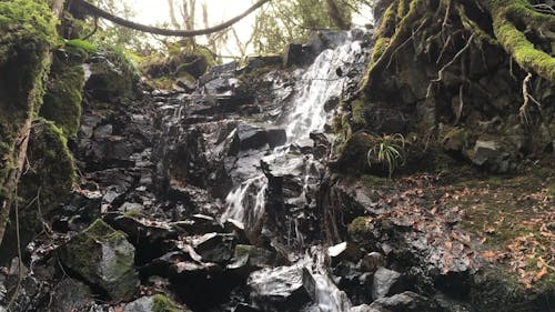 Beelden Van Kleine Watervallen In Het Bos