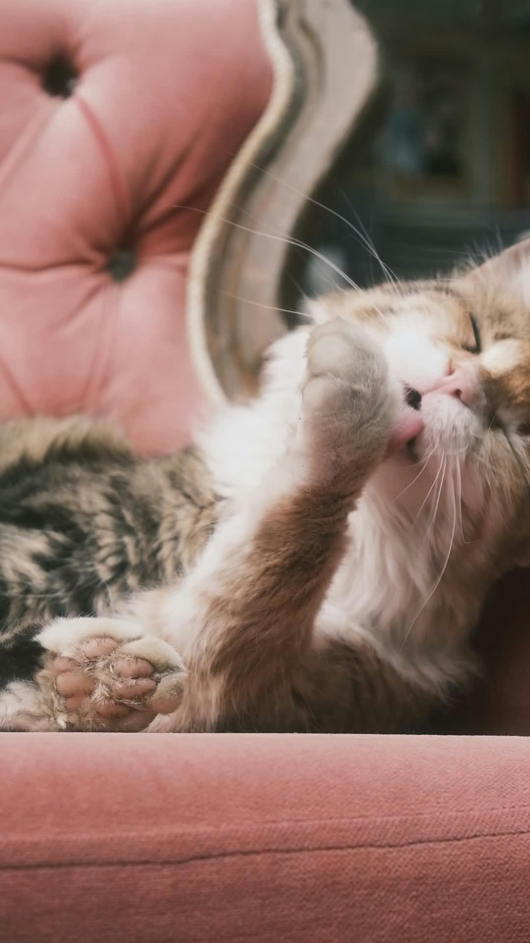 Pexels Video 37028294