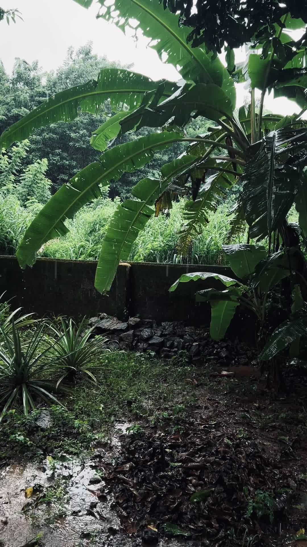 lush tropical jungle with rainy atmosphere 37042868 — free pexels stock footage
