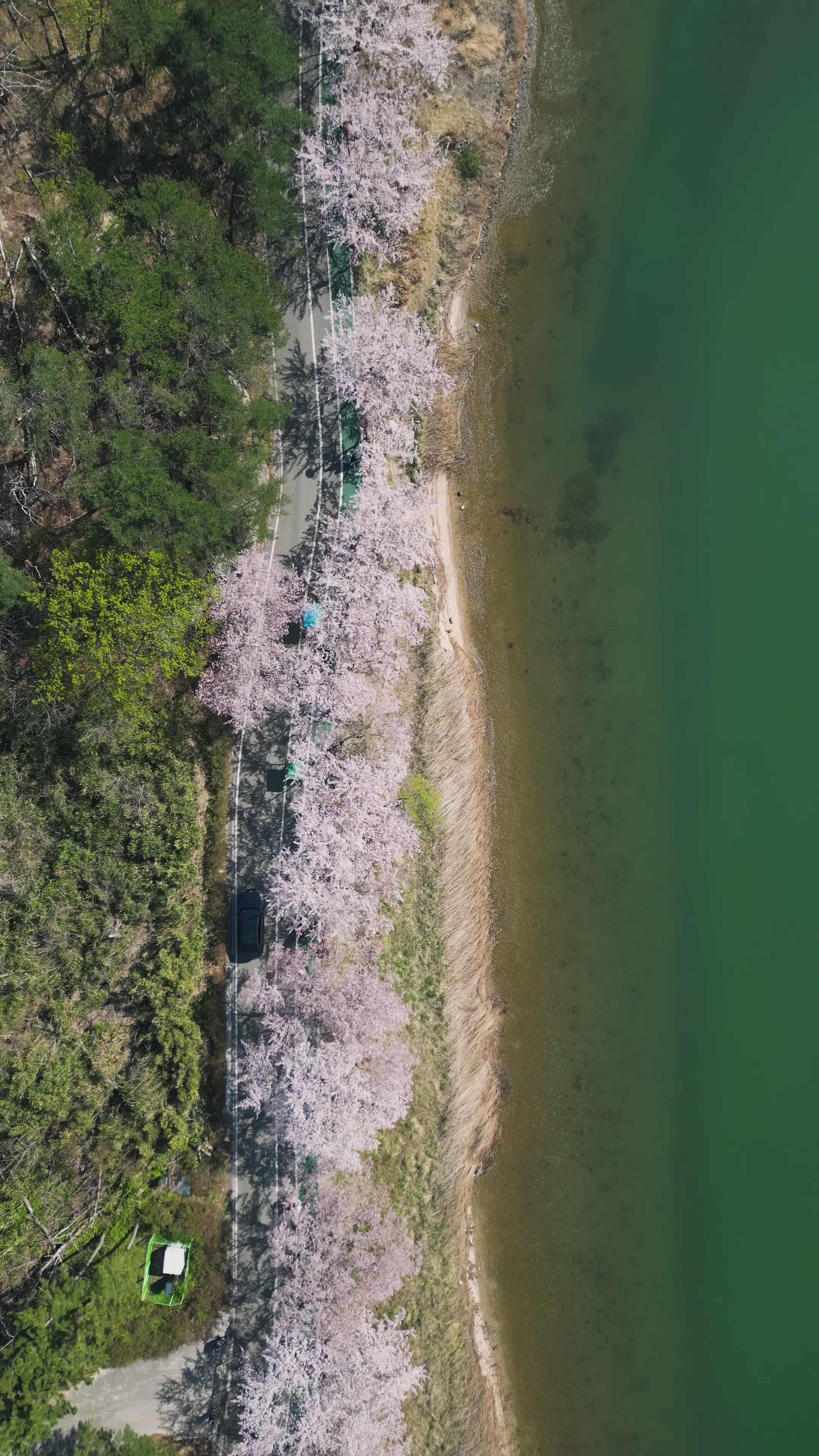 Aerial View of Cherry Blossom Lakeside Scenery Free Stock Video Footage ...