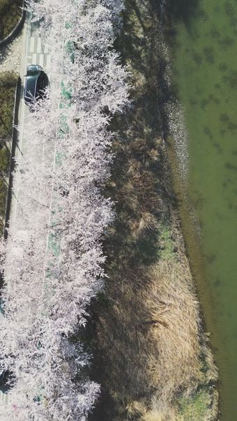 樱花竖屏视频素材视频素材免费下载免费下载视频素材