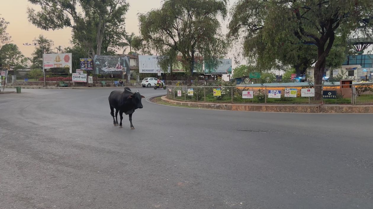 Lonely Bull Crossing Busy City Intersection Free Stock Video Footage ...