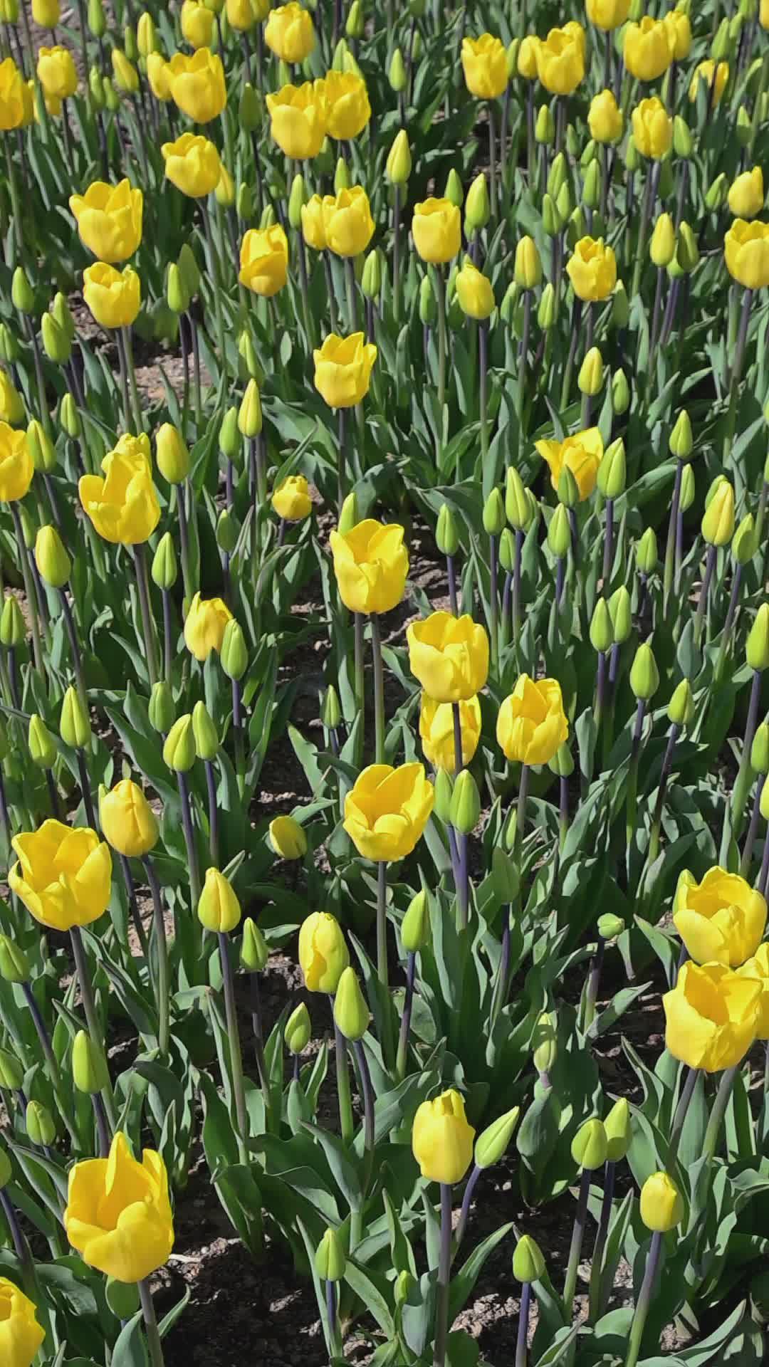Vibrant Field of Blooming Yellow Tulips in Spring Free Stock Video ...