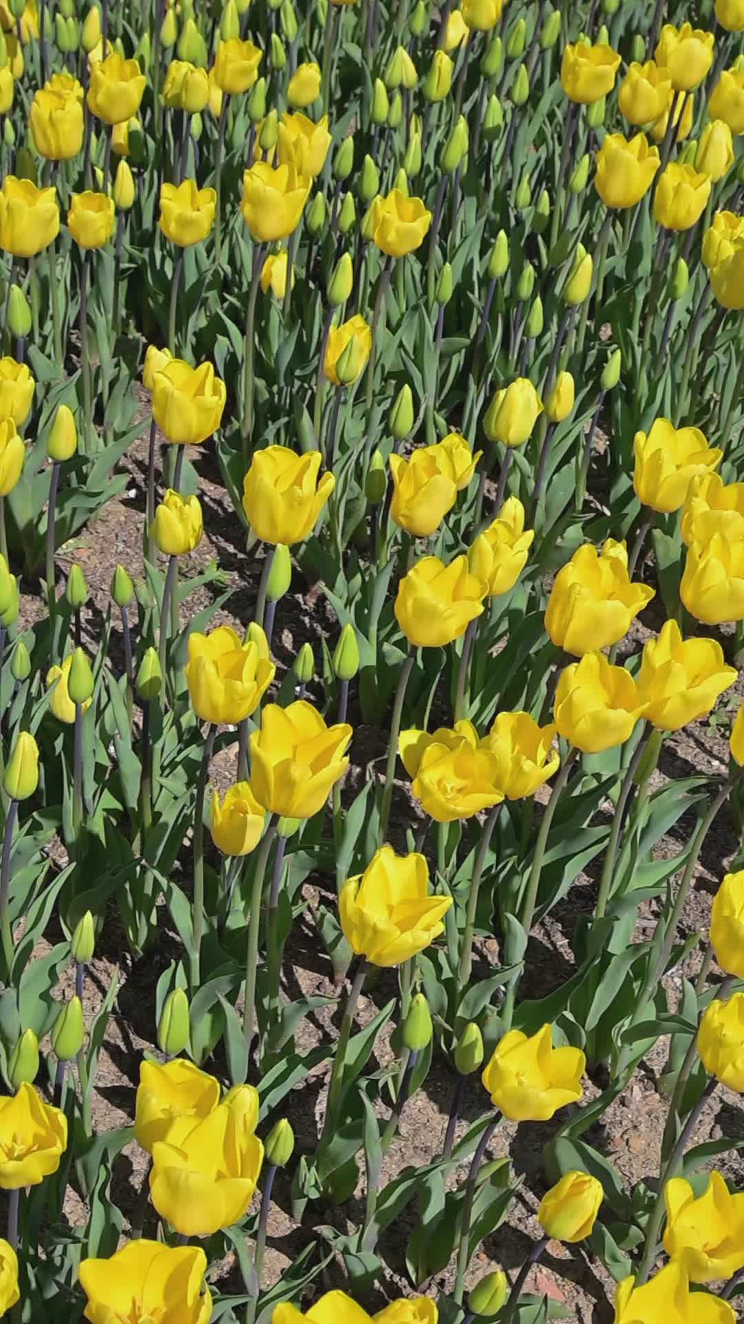 Vibrant Yellow Tulip Field in Spring Bloom Free Stock Video Footage ...