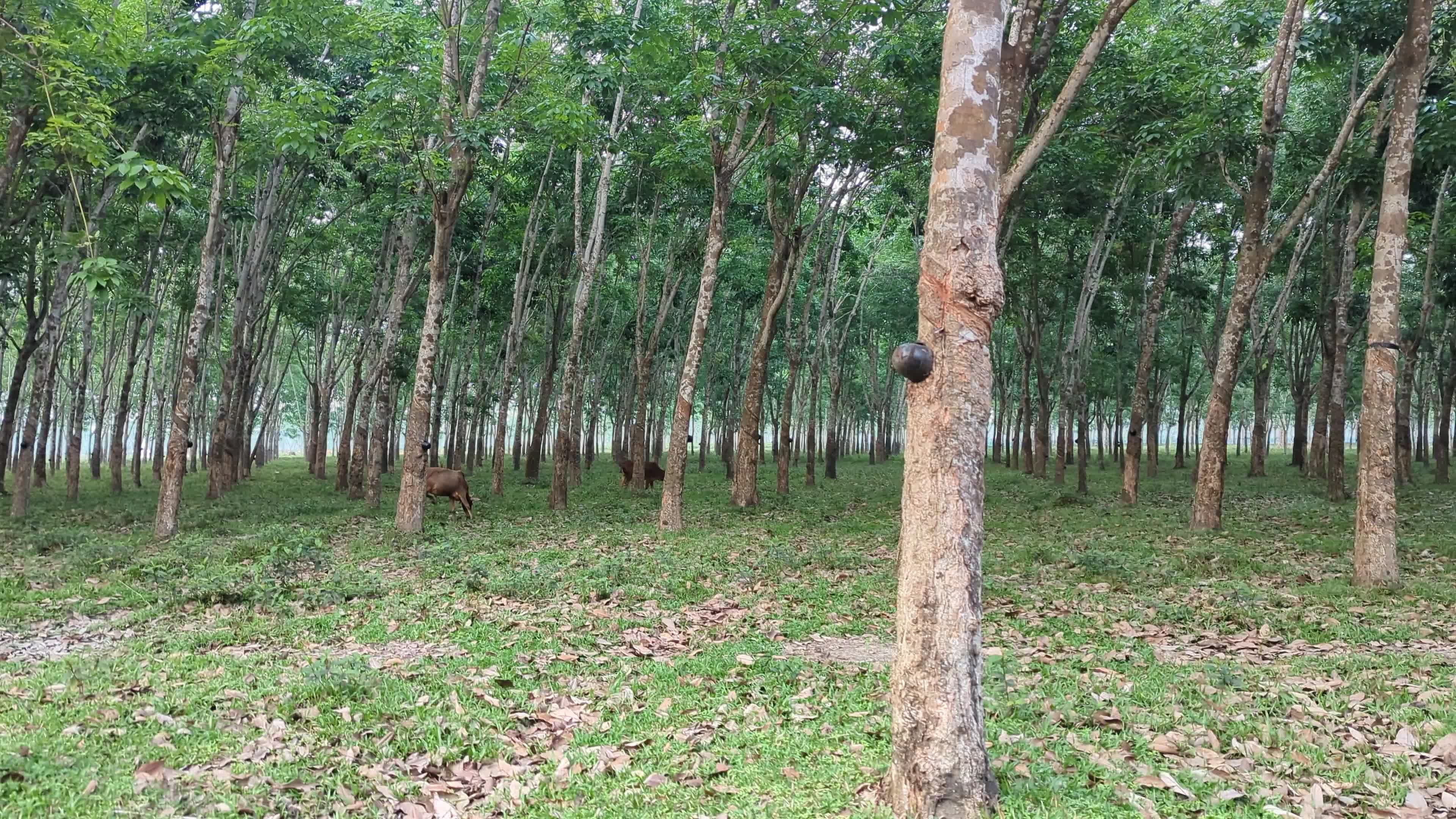 Serene Rubber Plantation Free Stock Video Footage, Royalty-Free 4K & HD ...