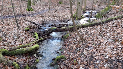 Маленькая река посреди леса