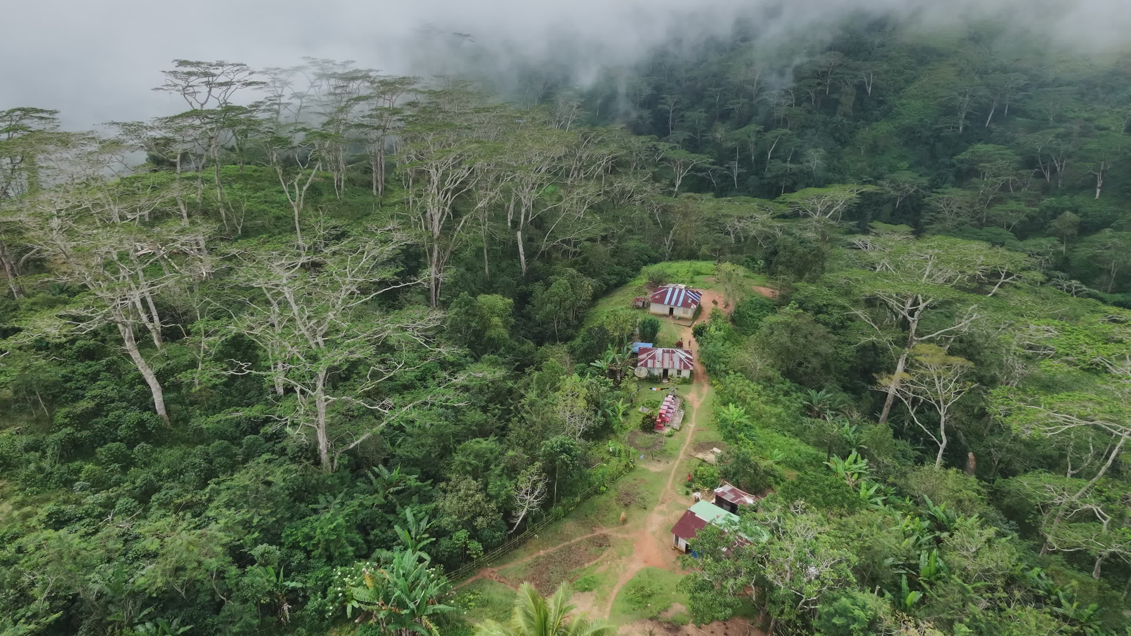 Lush Tropical Forest Aerial View Free Stock Video Footage, Royalty-Free ...