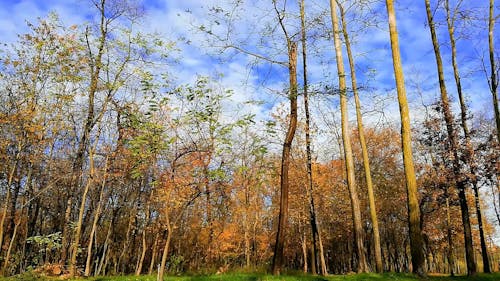 Beelden Van Een Rustig Uitzicht Op Het Bos