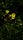 dark flower