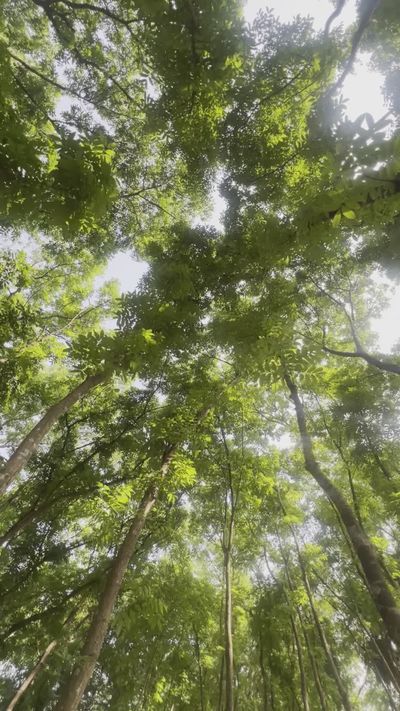 Ziad Mahmud's nature timelapse video
