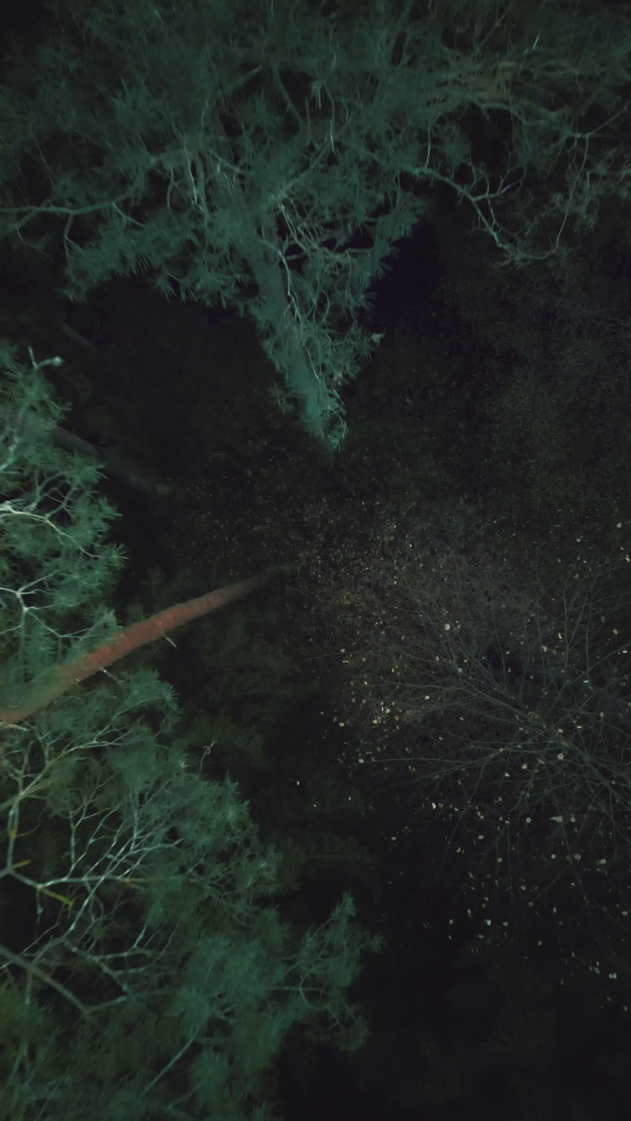 lush forest aerial view at daytime 37088722 — free pexels stock footage