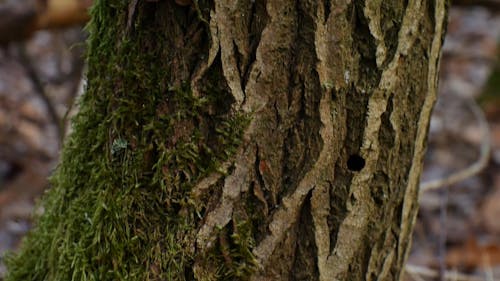 Trees With Moss And Miushrooms