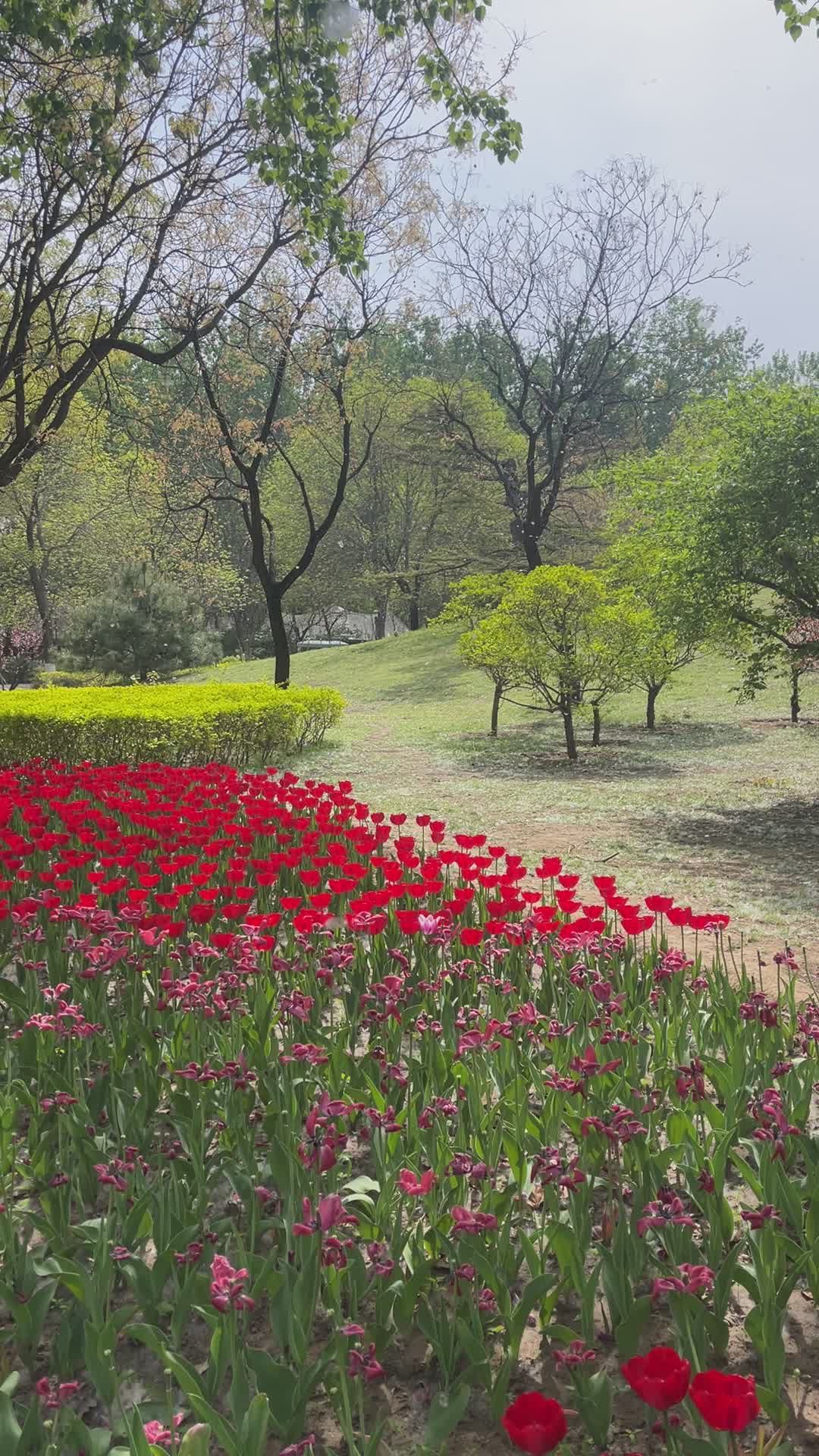 Vibrant Springtime Flower Garden Landscape Free Stock Video Footage ...