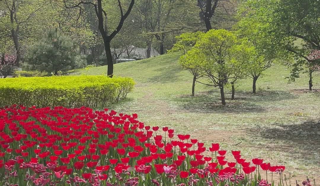 Vibrant Springtime Flower Garden Landscape Free Stock Video Footage ...