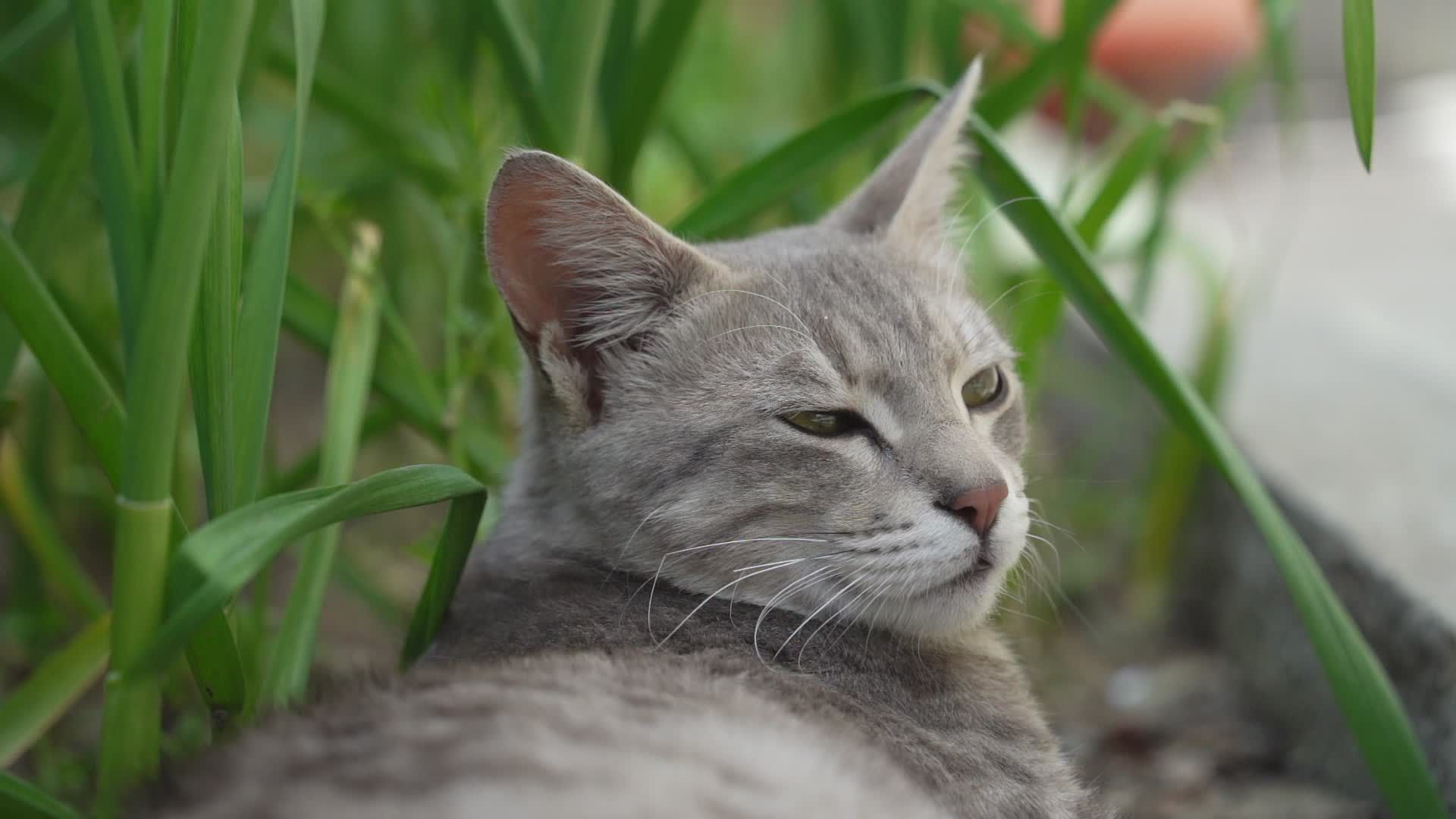 Pet Photographer video