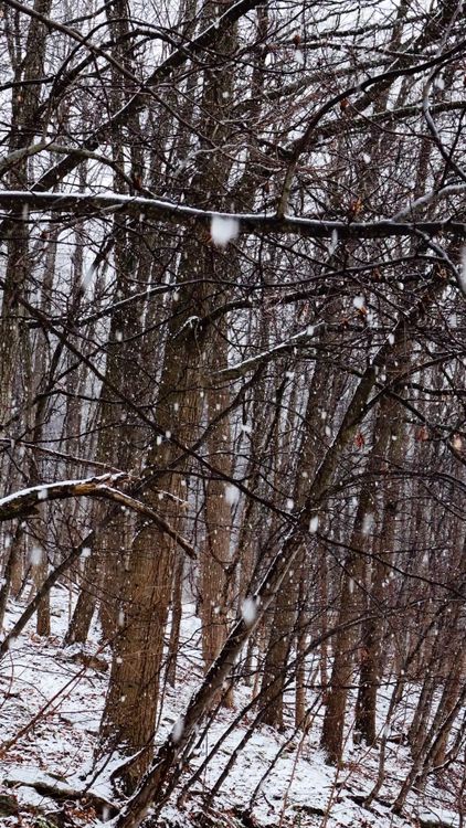 Tranquil Snowfall in a Winter Forest Free Stock Video Footage, Royalty ...