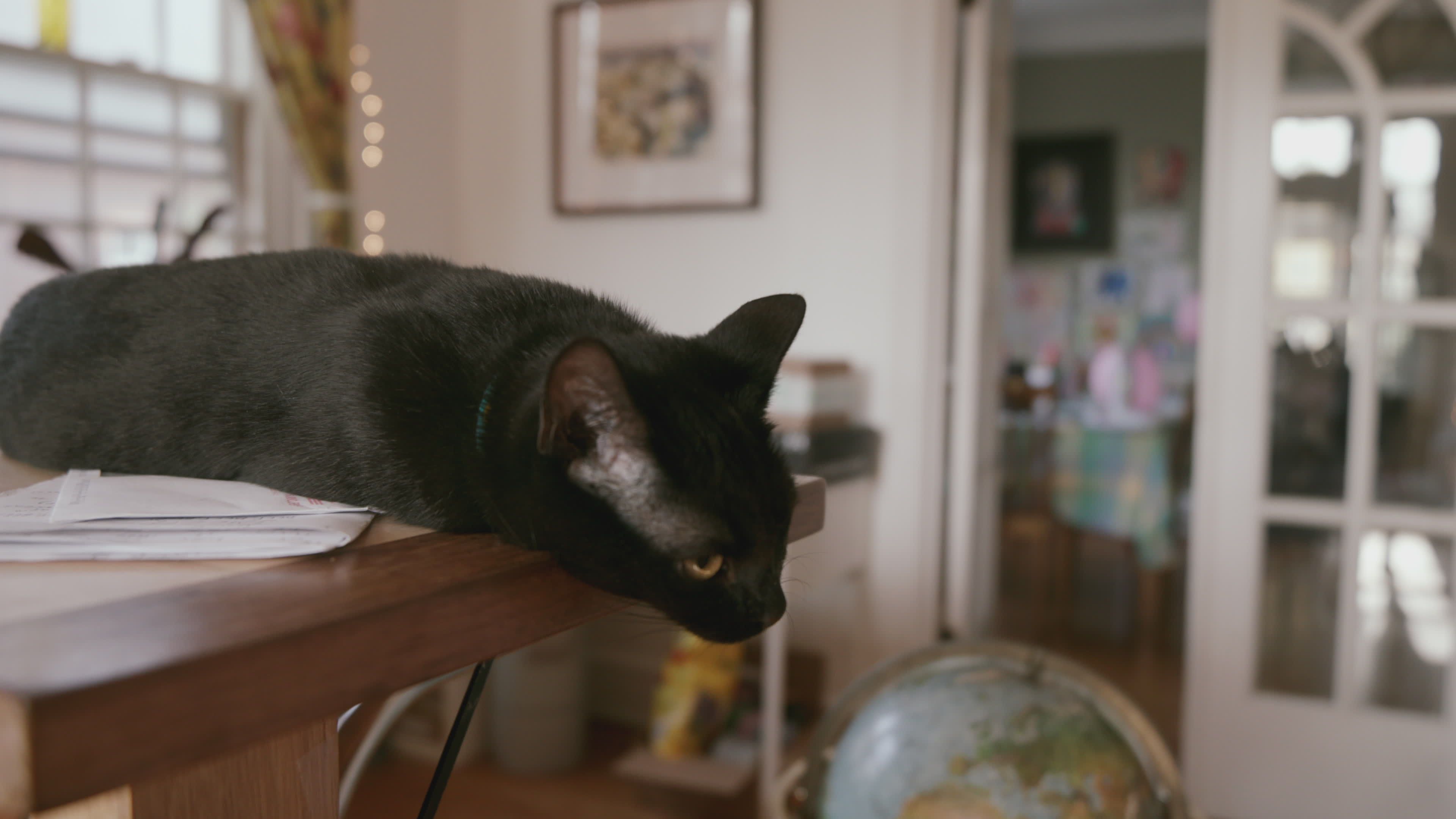 Cozy Cat Relaxing Indoors with a Globe Free Stock Video Footage ...