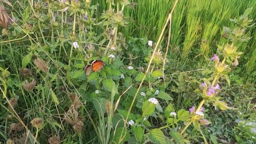 Bruine Vlinders Op Bladeren Van Een Plant