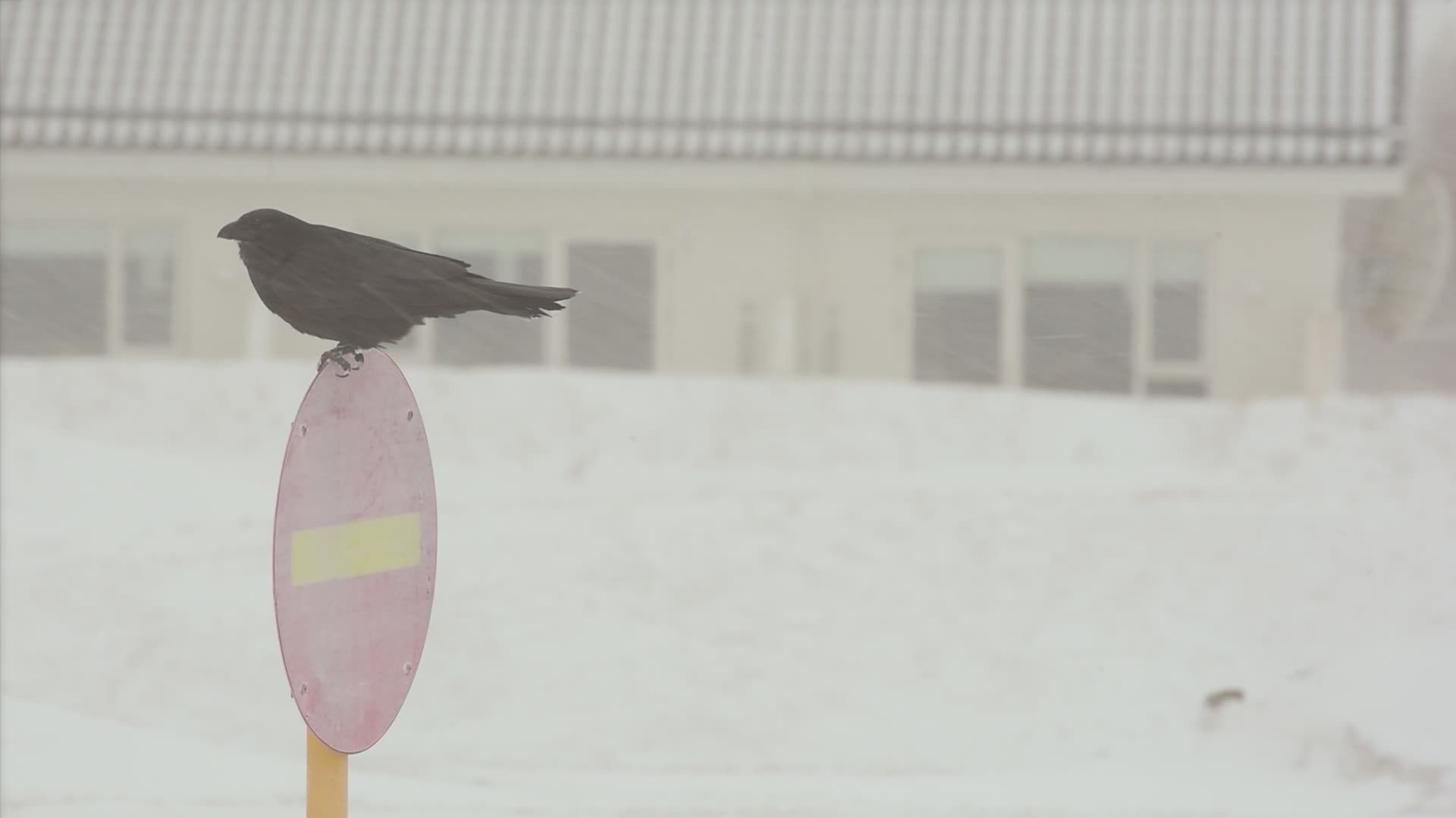 Raven Perched on Snowy Street Sign Free Stock Video Footage, Royalty ...