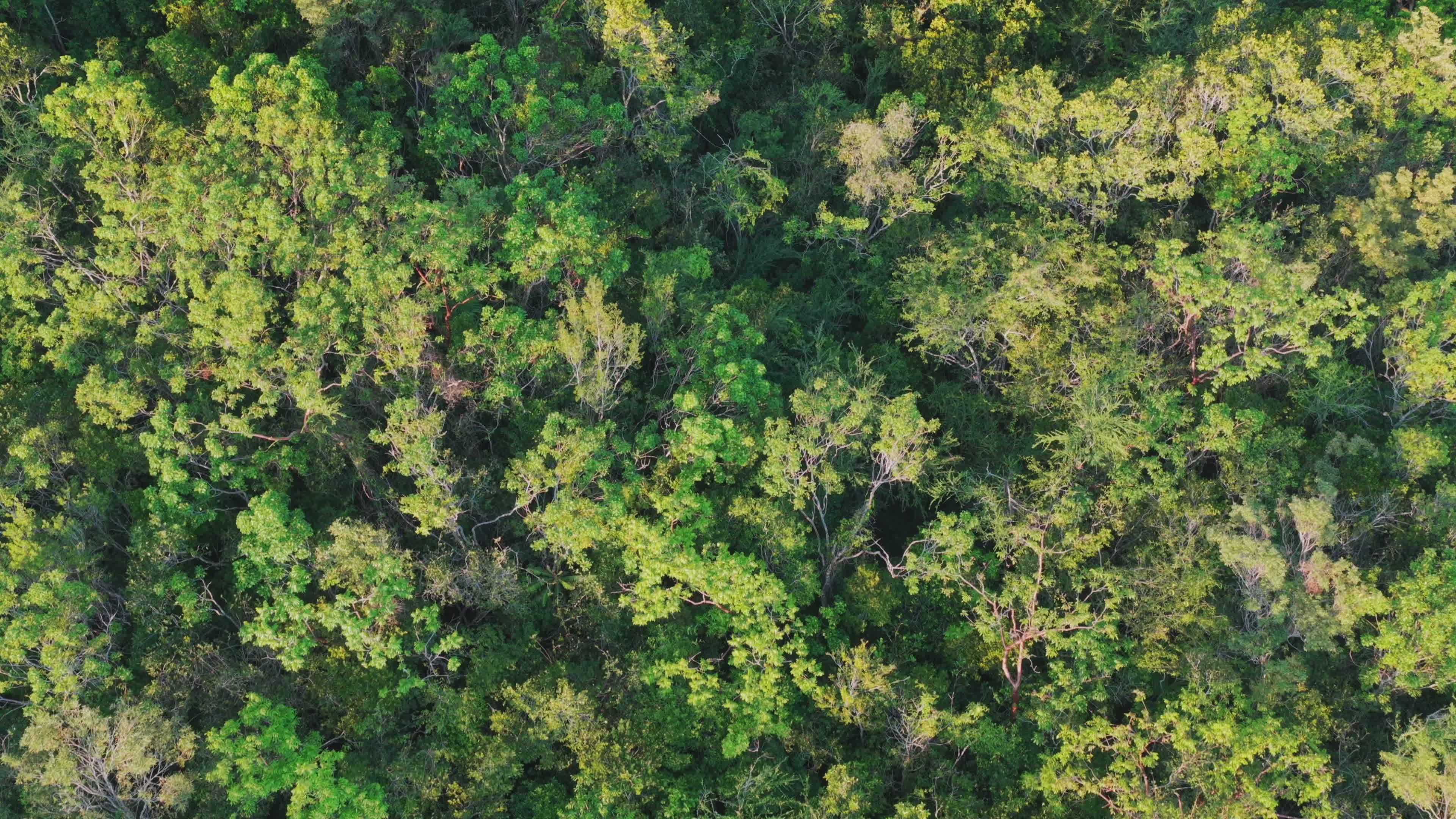 aerial view of kingston from lush hillside 37177262 — free pexels stock footage