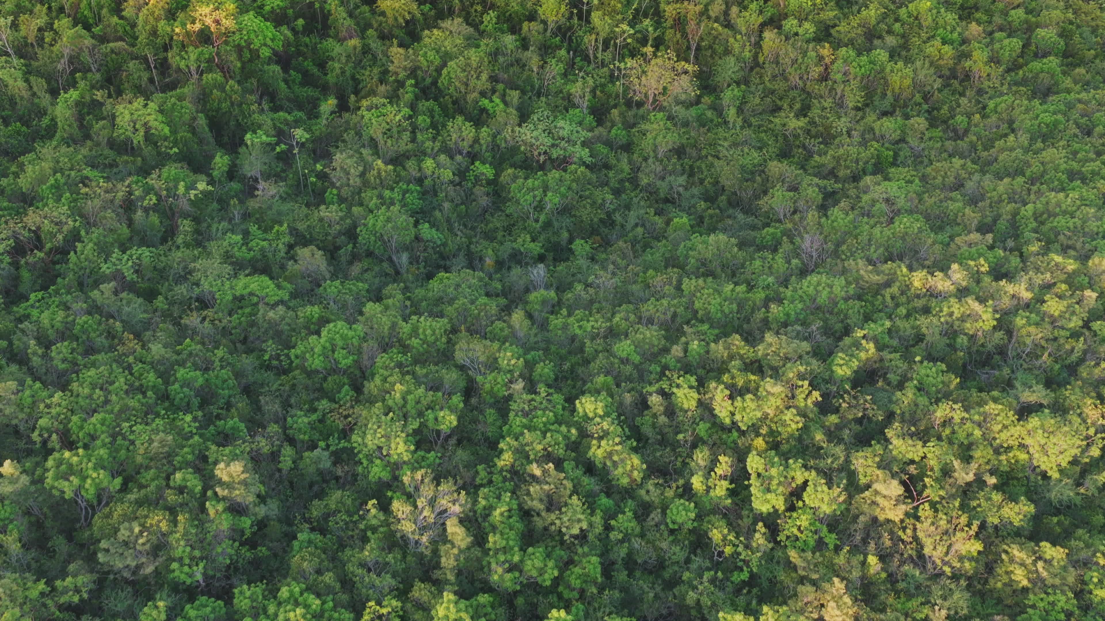 Aerial View of Lush Green Forest and Urban Landscape Free Stock Video ...