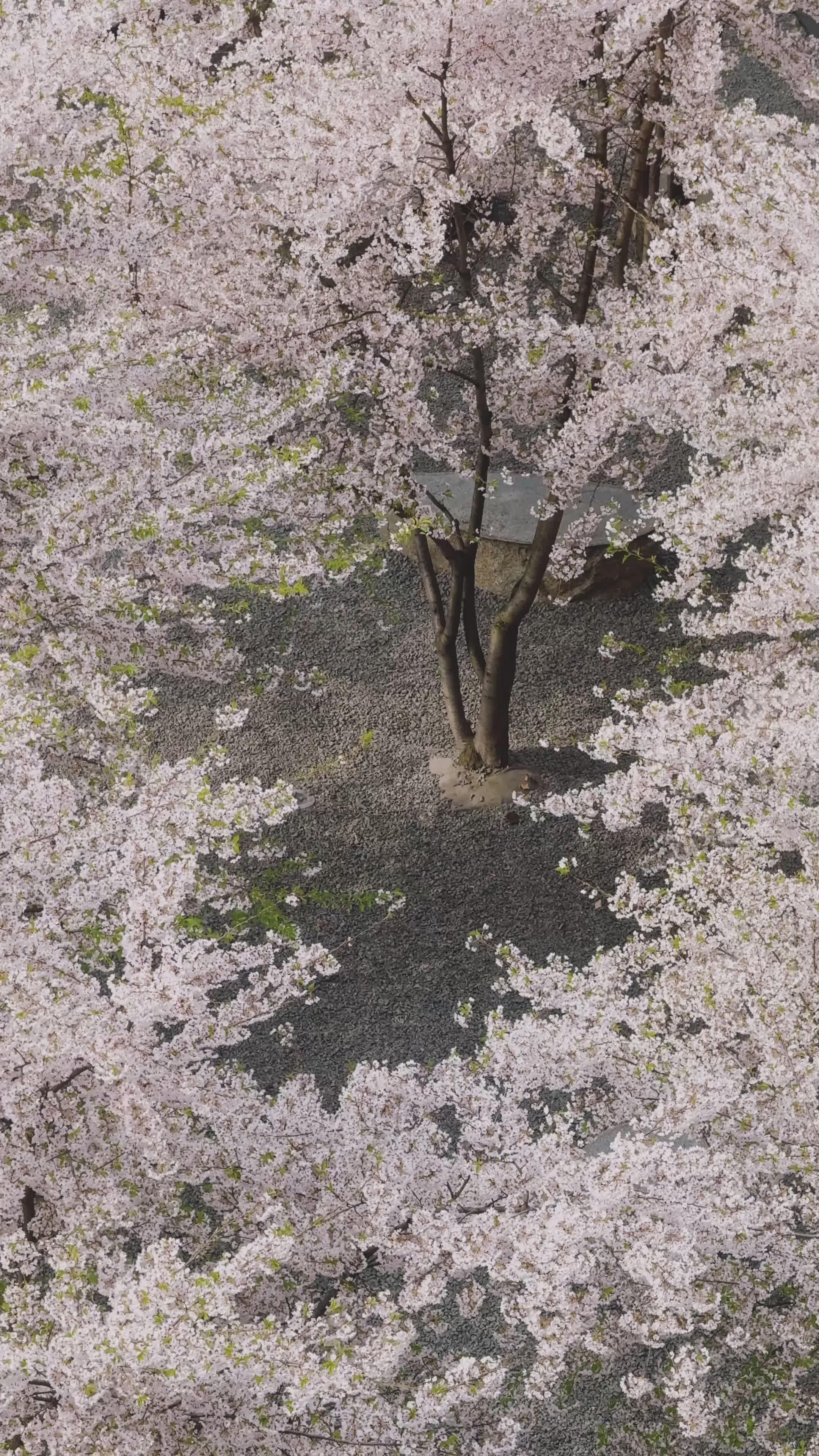 日本はやっぱり美しい🗾
🎥 Kateryna Hnidash · Pexels
#日本 #旅行 #絶景 #風景 #japan
