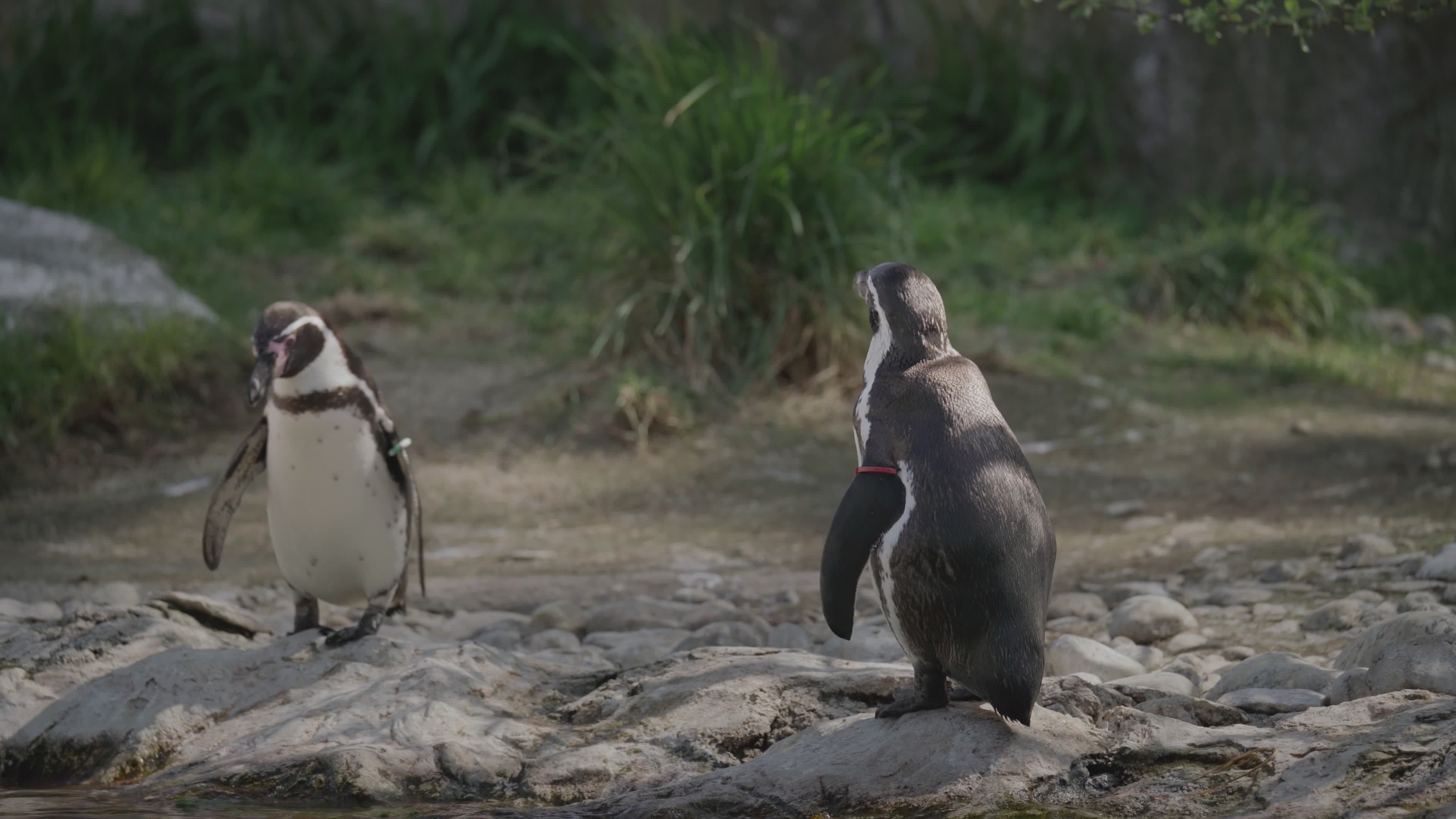 Charming Penguins at Vienna Zoo in Spring Free Stock Video Footage ...