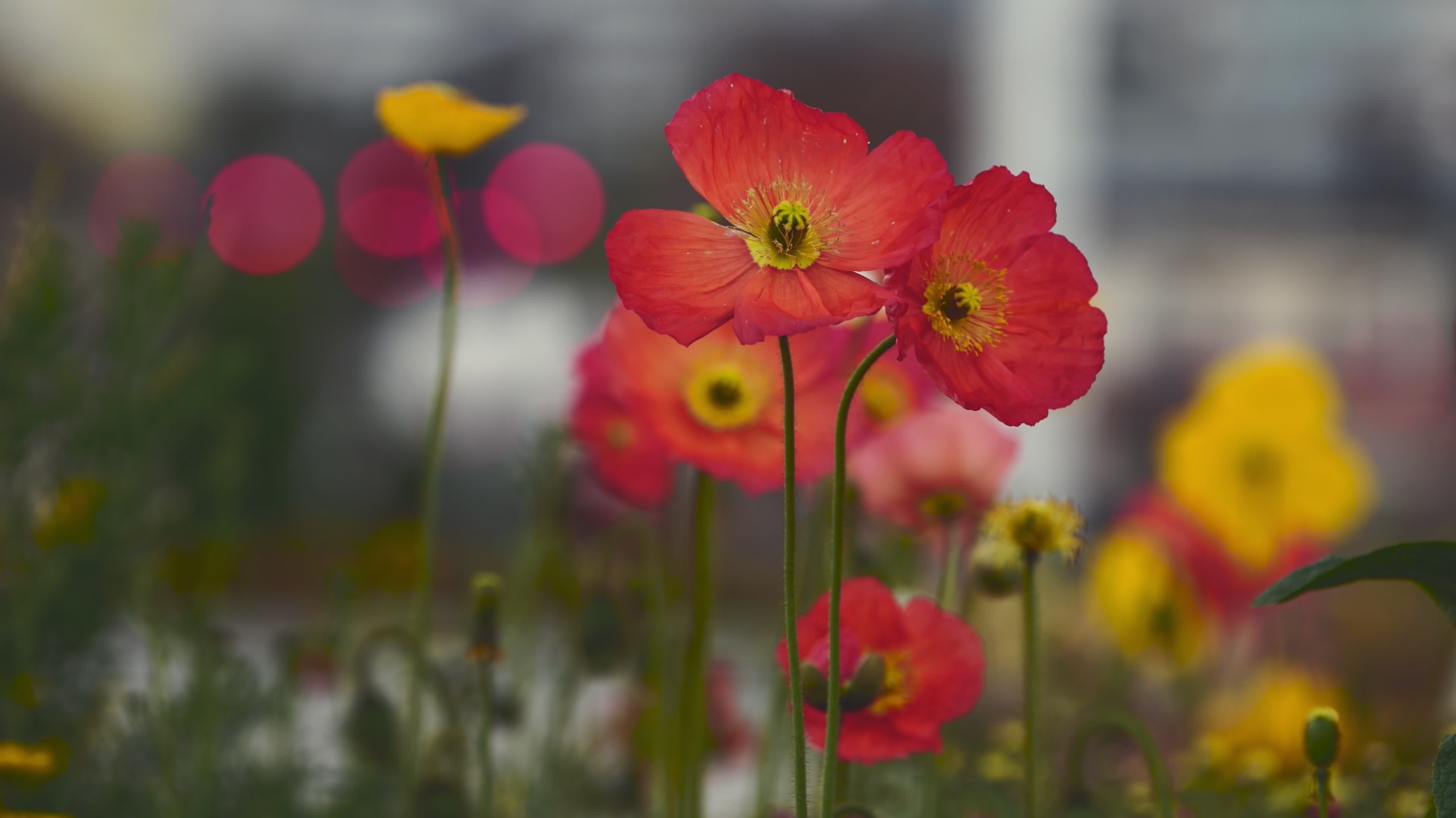Vibrant Spring Flowers in Blooming Garden Free Stock Video Footage ...