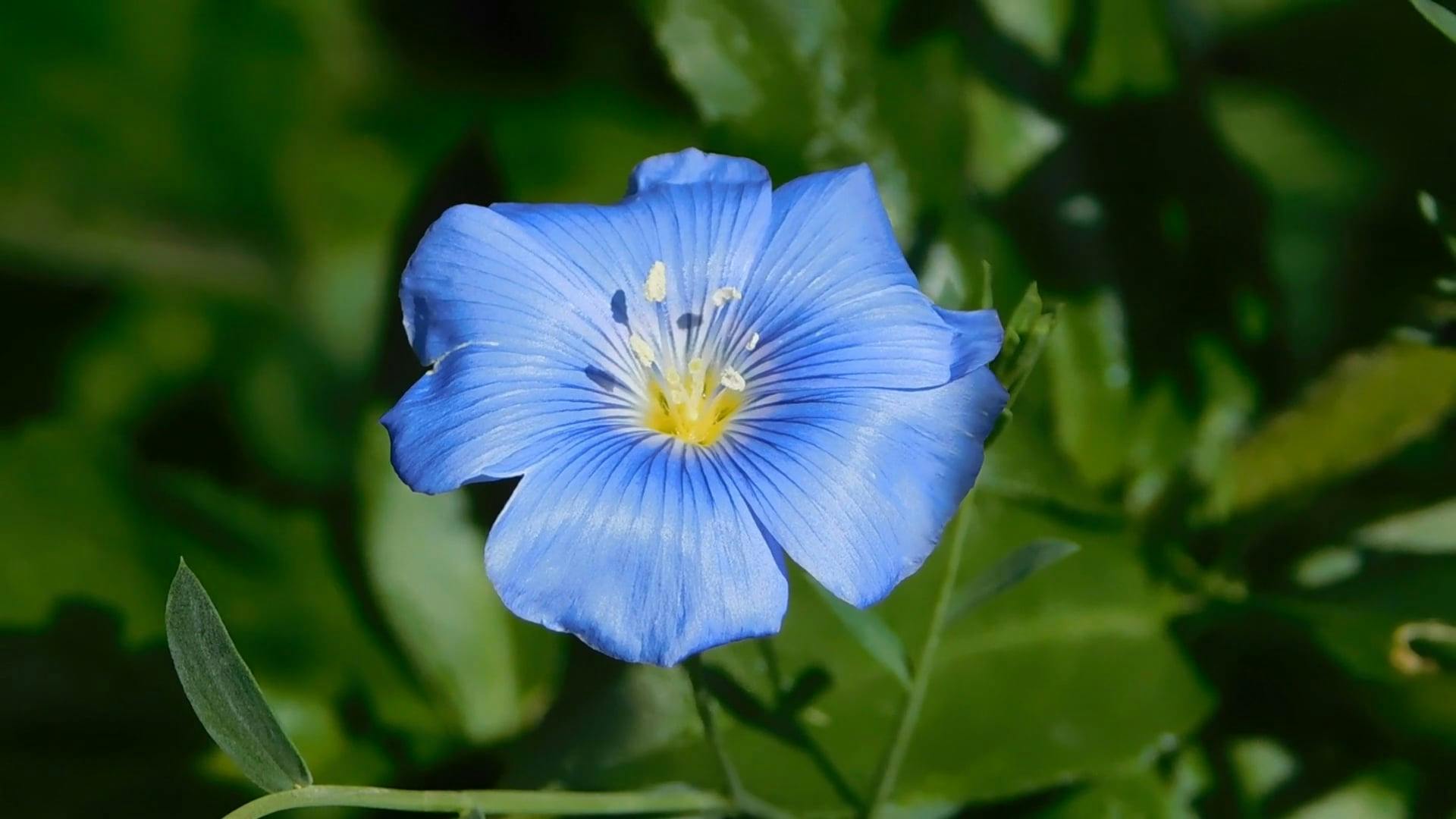 Close Up Footage Of A Blue Flower · Free Stock Video