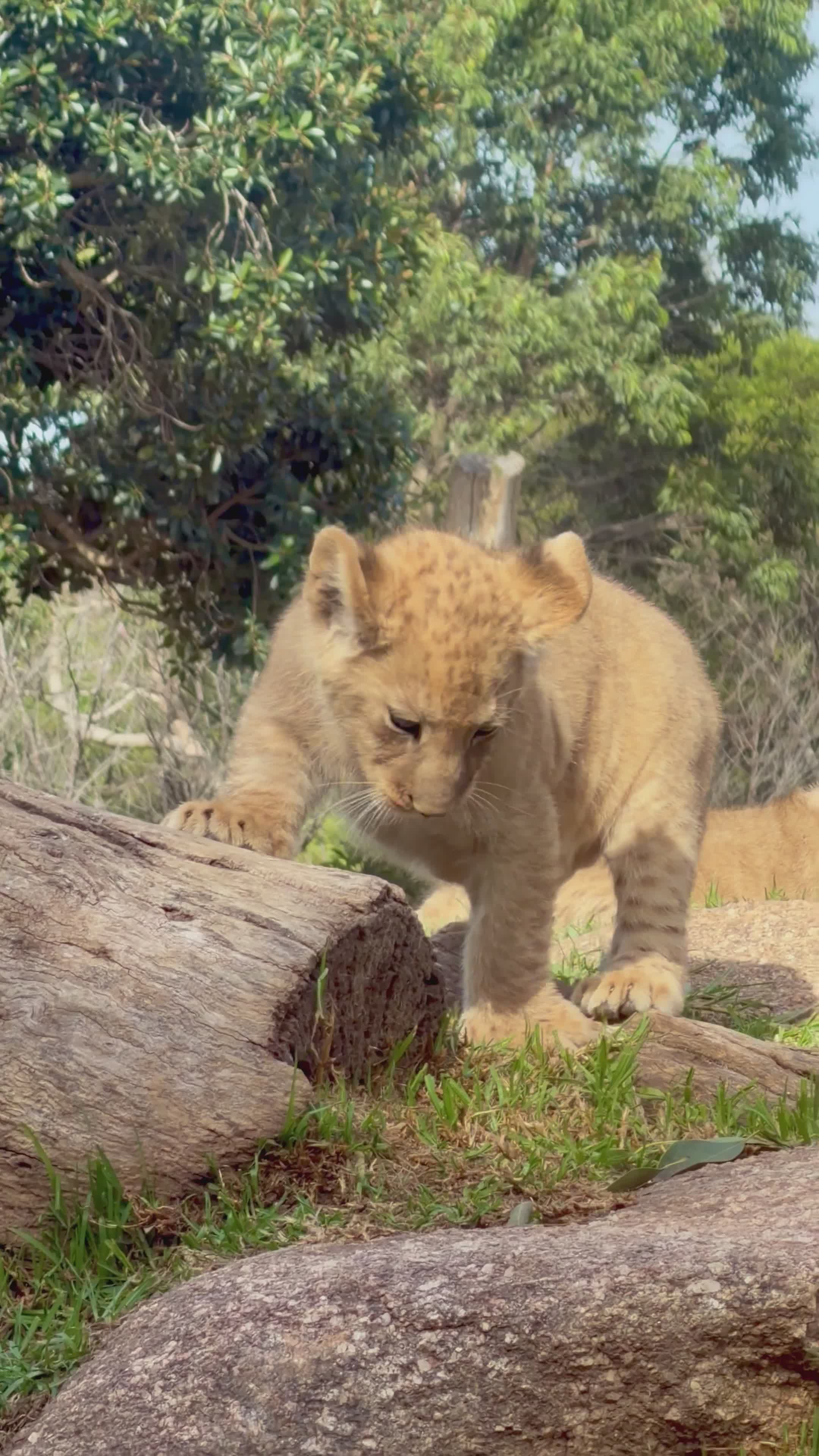 Playful Lion Cubs in Natural Habitat Free Stock Video Footage, Royalty ...
