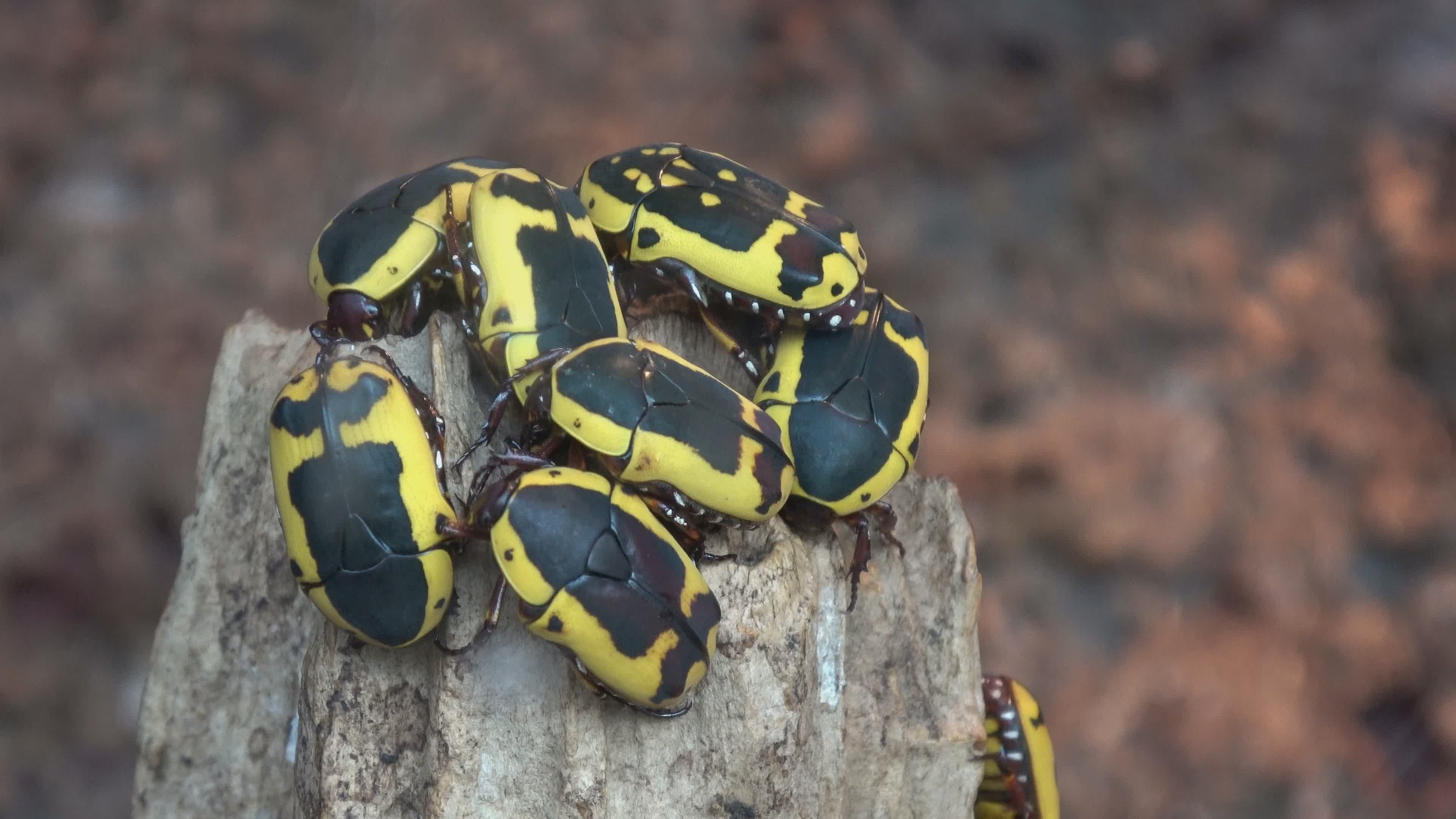 African Beetles on a Tree Stump in Nature Free Stock Video Footage ...