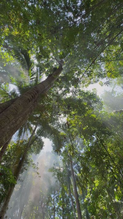 Saulo Nulo's nature timelapse video