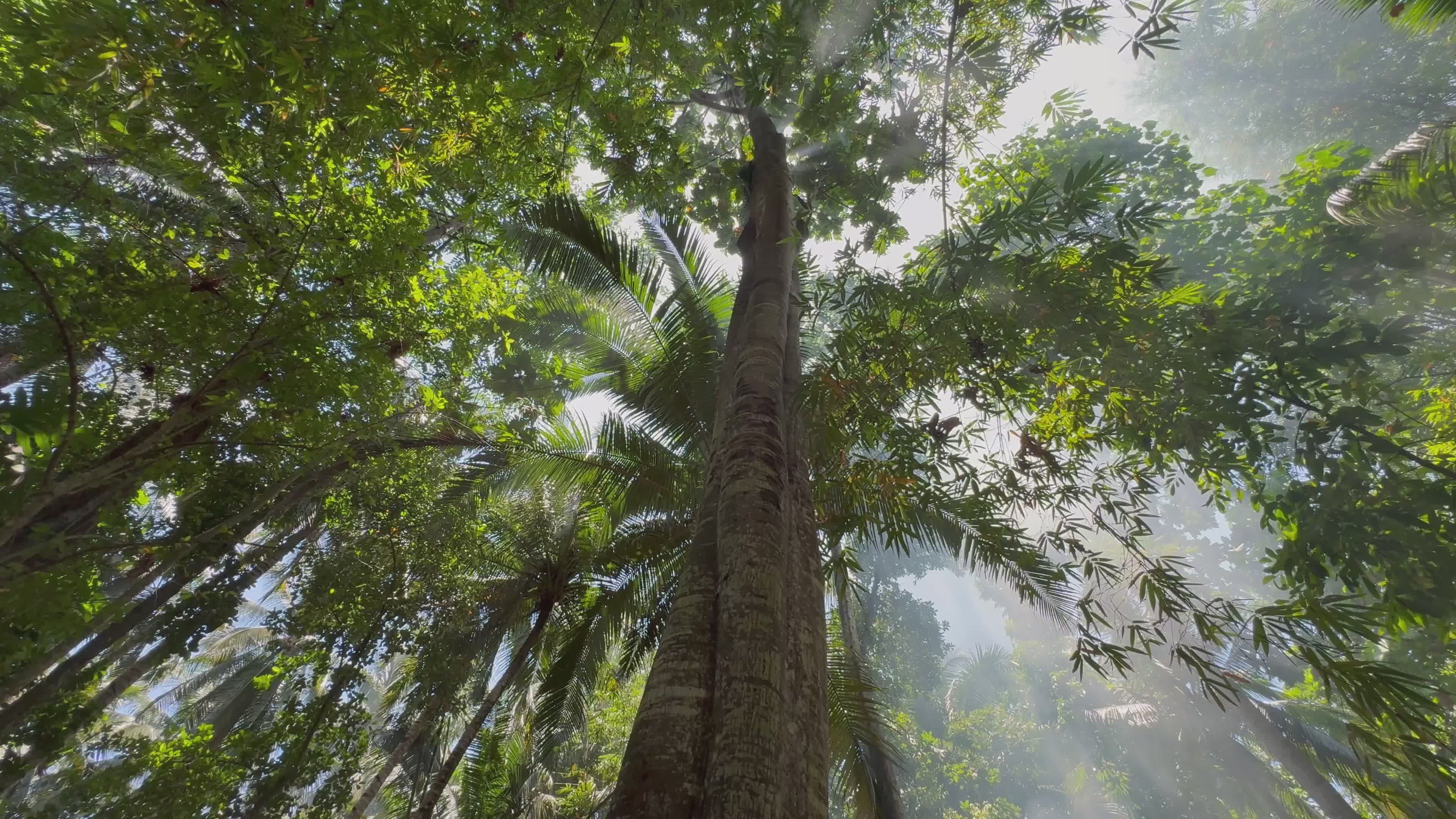 lush tropical rainforest canopy view 37218117 — free pexels stock footage