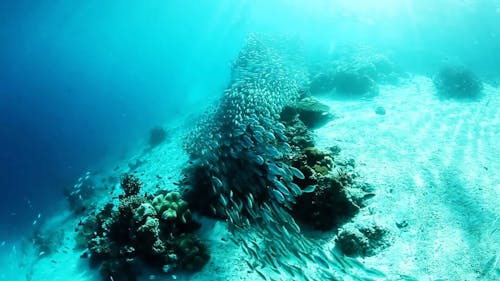 Fishes Swimming Underwater