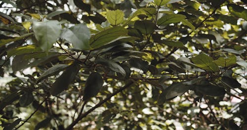 Tree Leaves Dancing With The Wind Blows