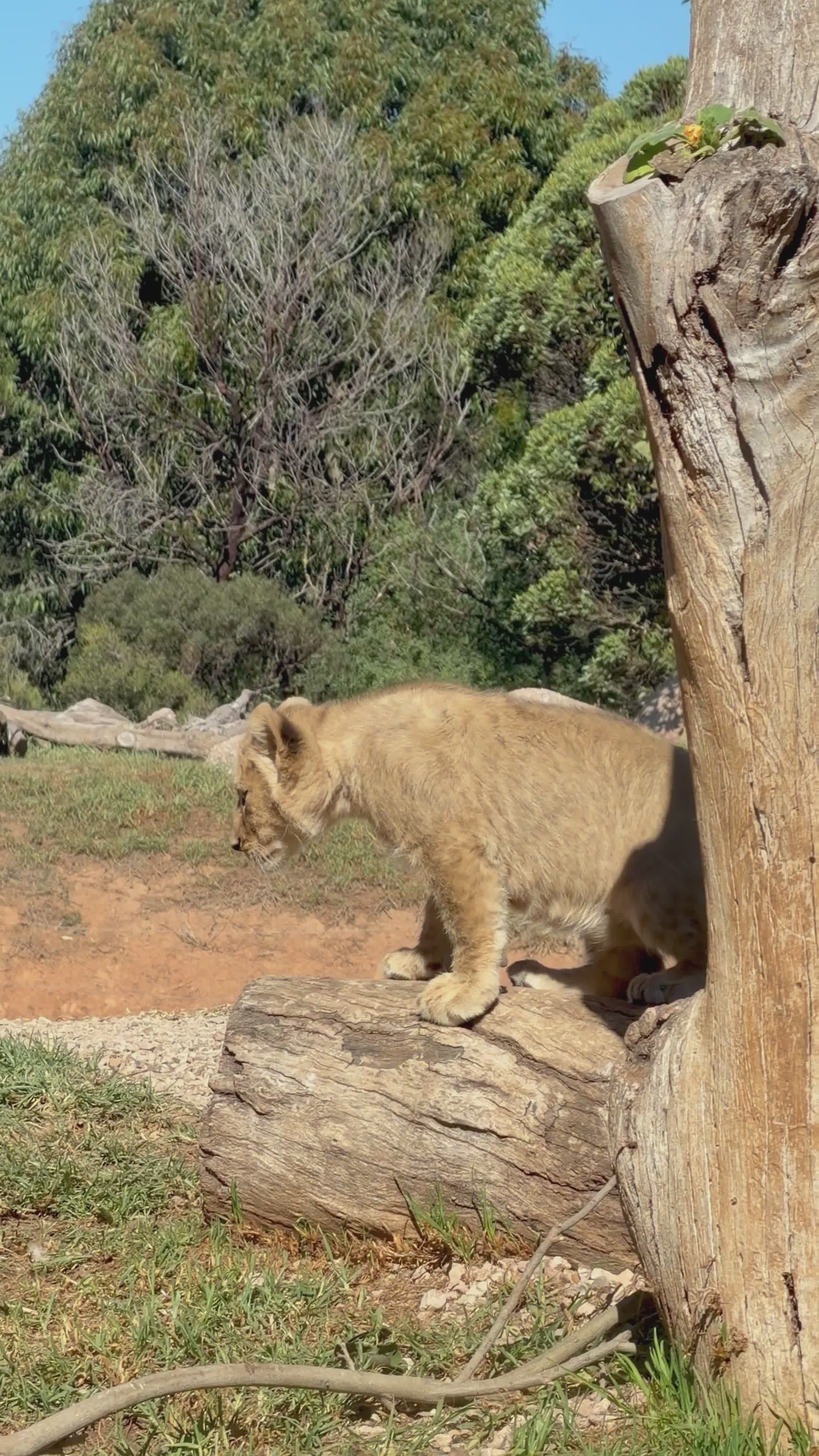 Lion Cub Relaxing in Natural Habitat Free Stock Video Footage, Royalty ...