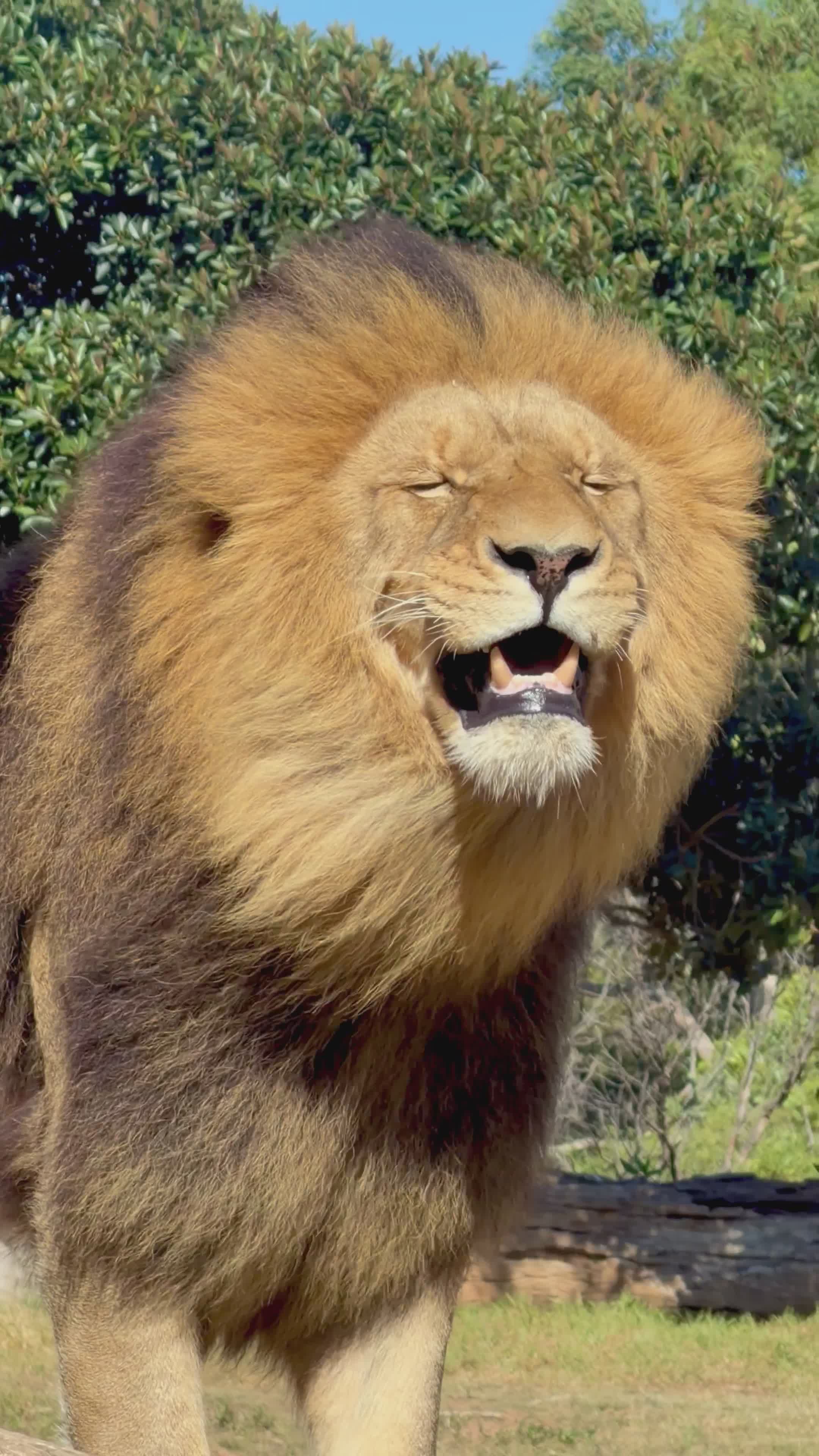 Majestic Lion Roaring in Natural Habitat Free Stock Video Footage ...