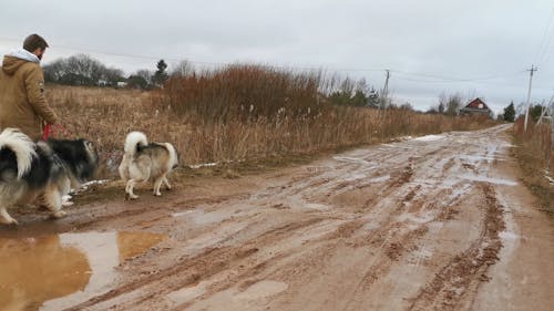 Ujęcia Człowieka Chodzącego Z Psami