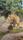 lions