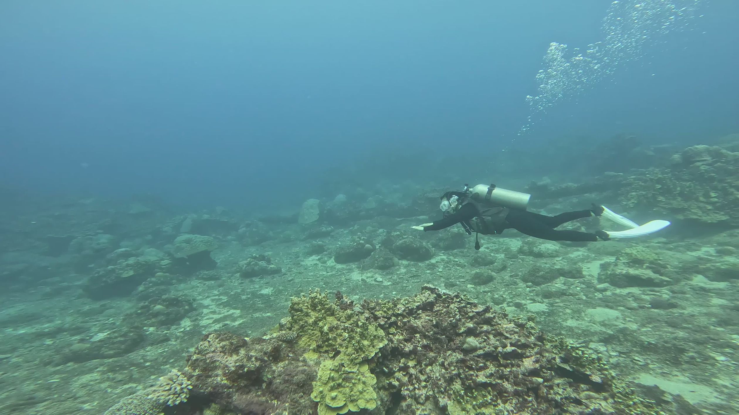 Scuba Diver Exploring Vibrant Coral Reef Free Stock Video Footage ...