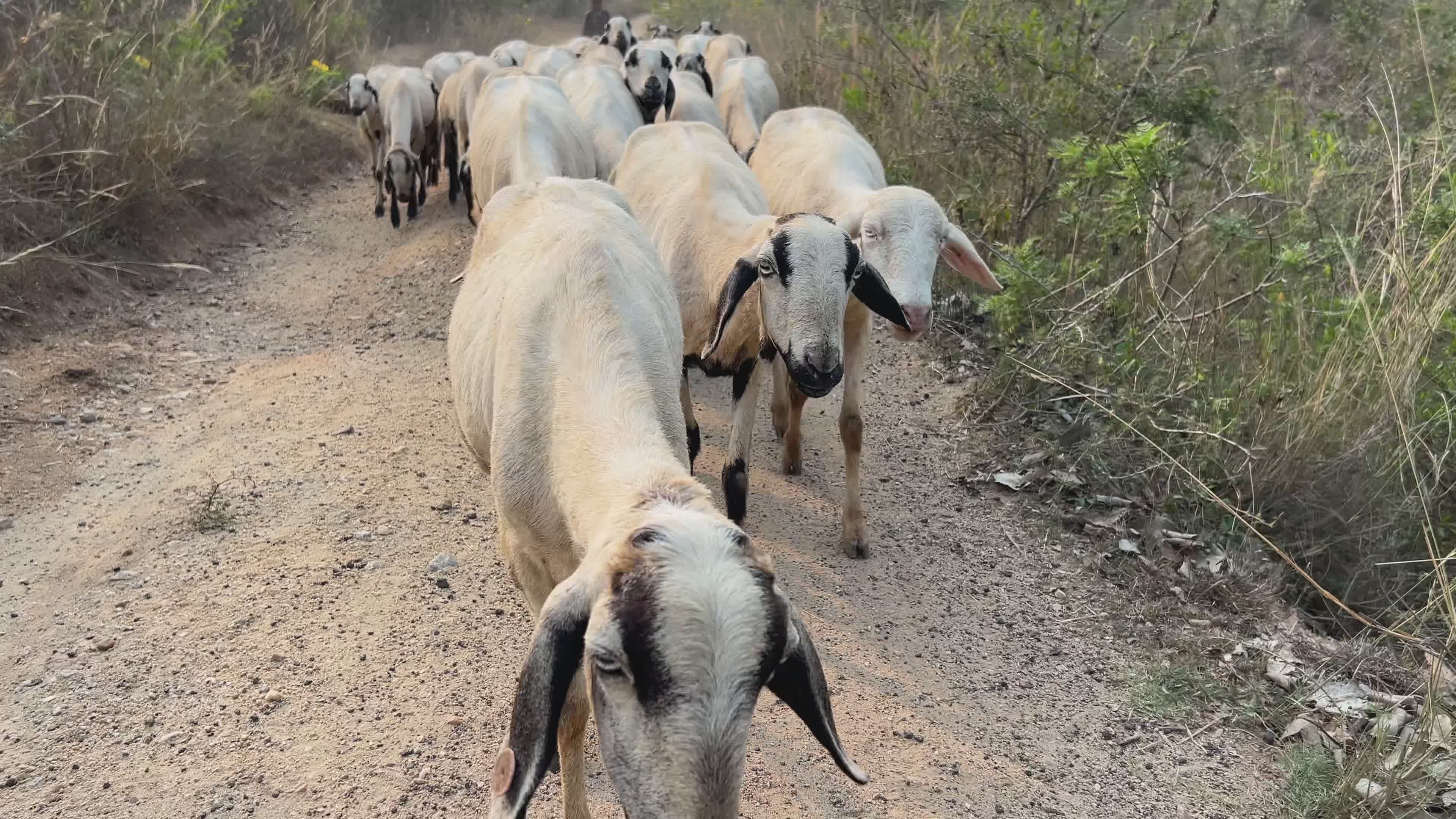 Herd of Sheep Walking on Dirt Path in Countryside Free Stock Video ...