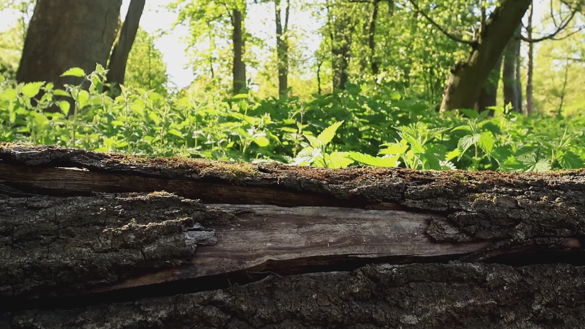 serene forest with sunlit trees and plants 37288826 — free pexels stock footage