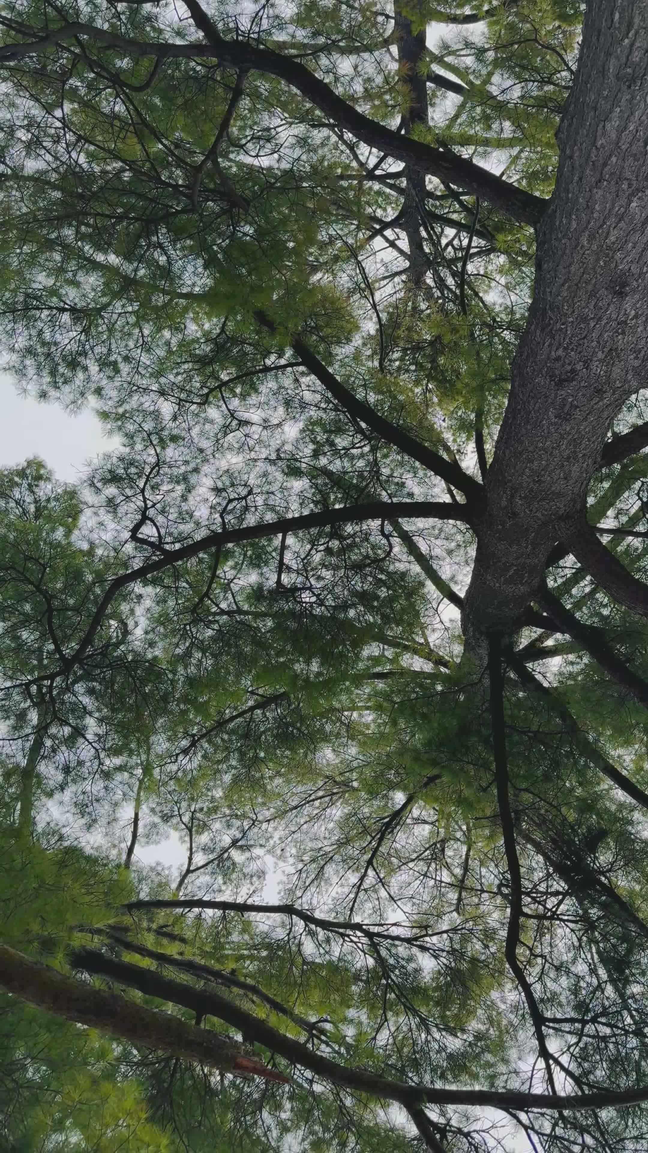 serene view of pine tree canopies 37290449 — free pexels stock footage