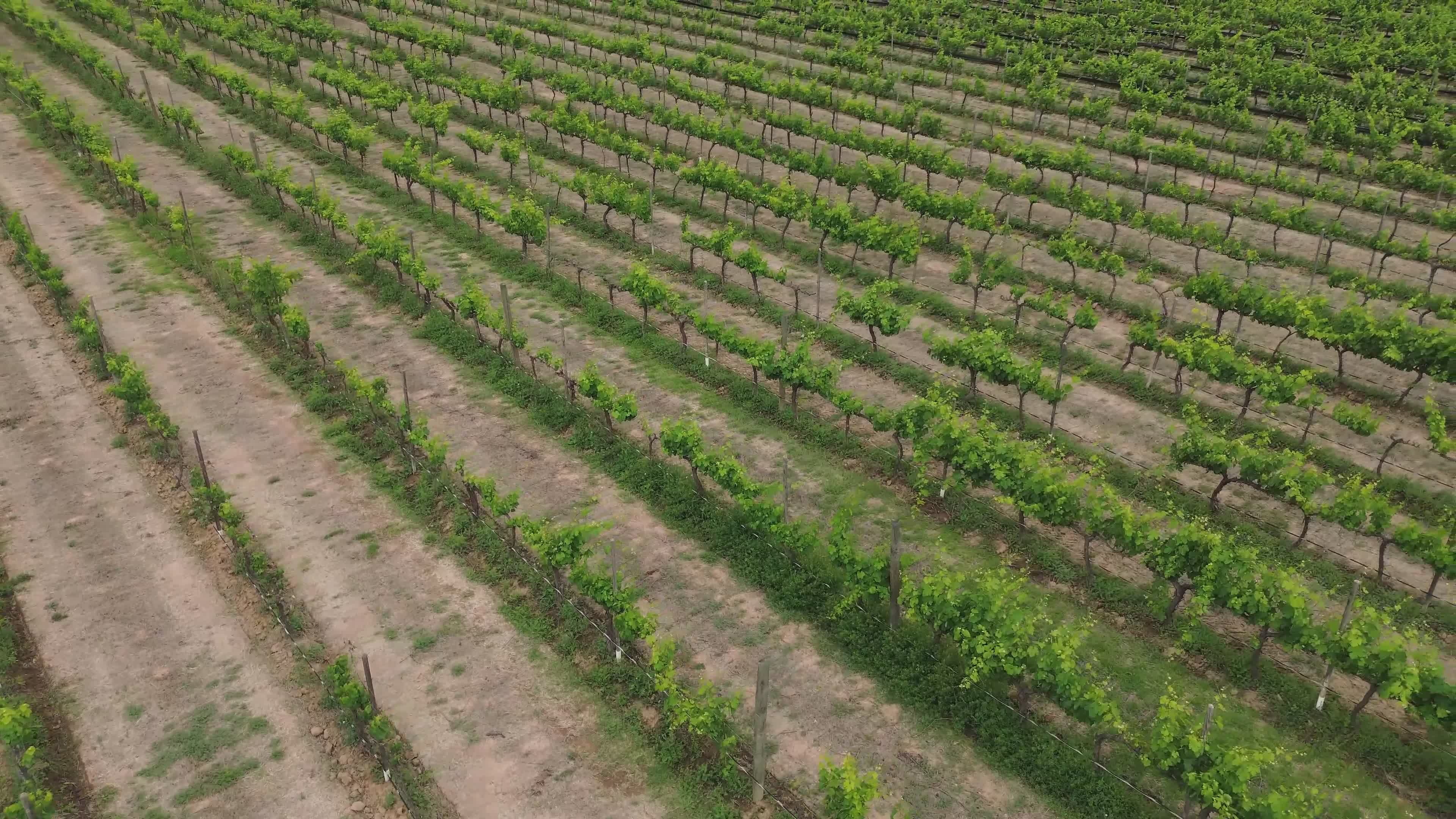 Vineyard video