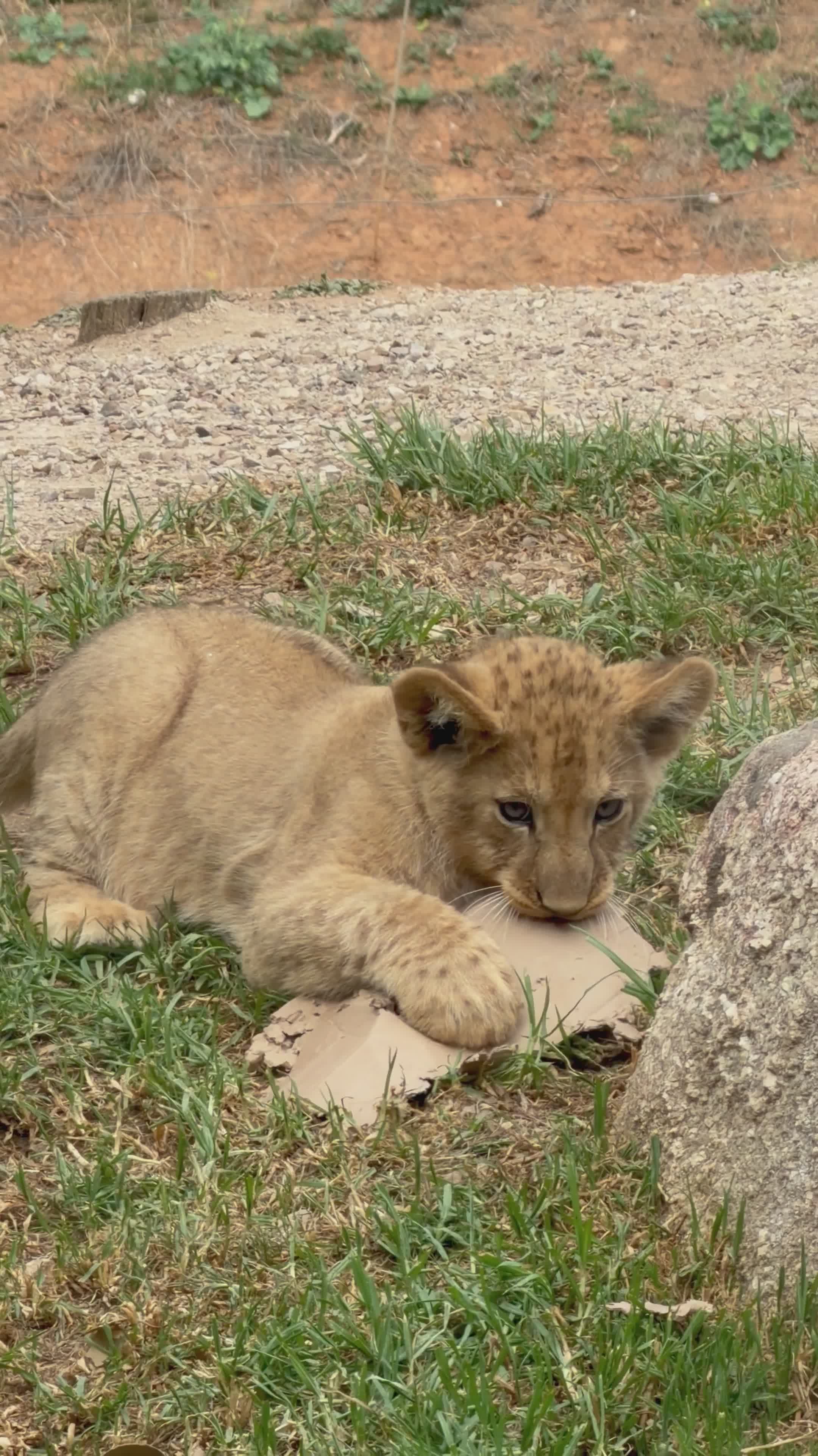 Playful Lion Cub Chewing in the Grass Free Stock Video Footage, Royalty ...