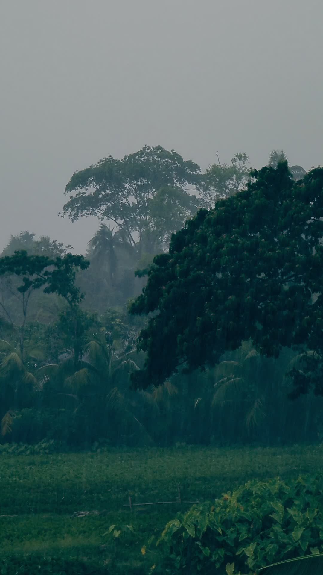 lush monsoon greenery in bangladesh rain 37302238