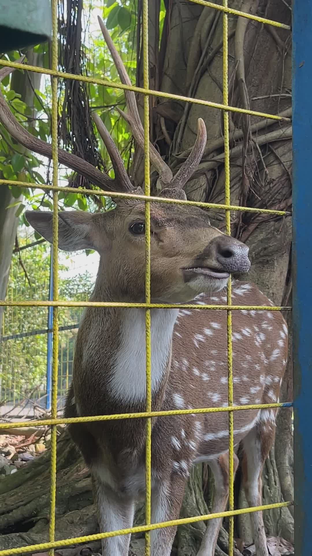 Spotted Deer Behind Fence in Natural Habitat Free Stock Video Footage ...