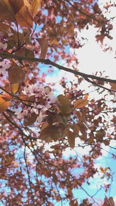 Julia Filirovska's nature timelapse video