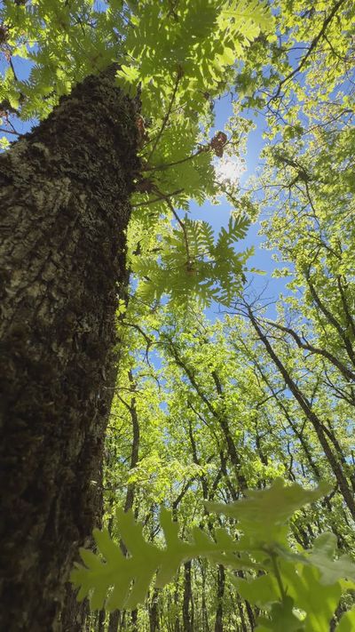 Vasilis Karkalas's nature timelapse video