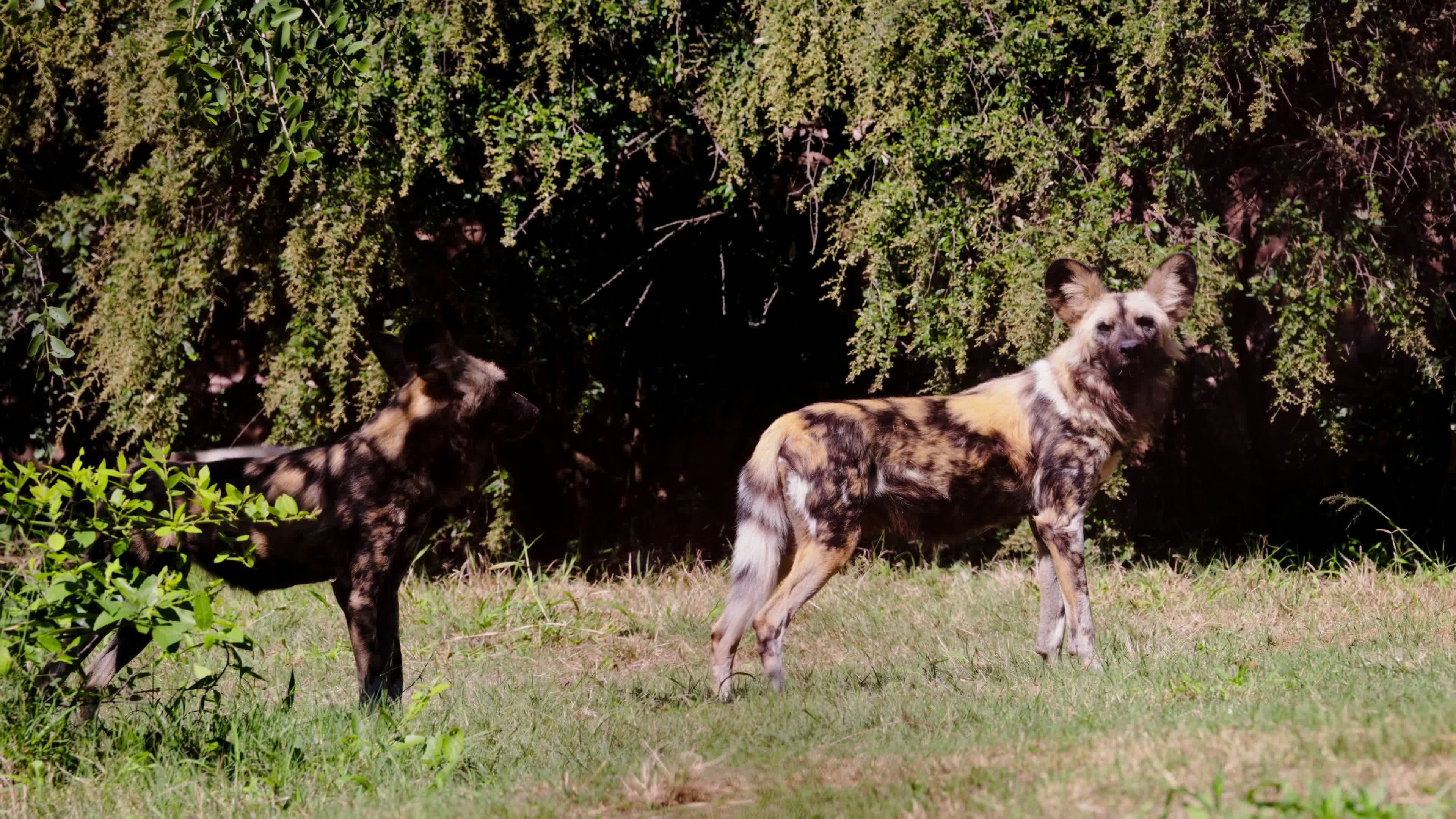 African Wild Dogs in Natural Habitat Free Stock Video Footage, Royalty ...